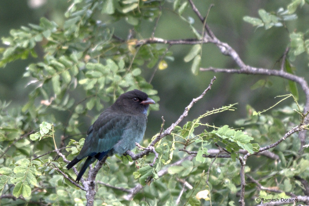 Dollarbird - ML643128324