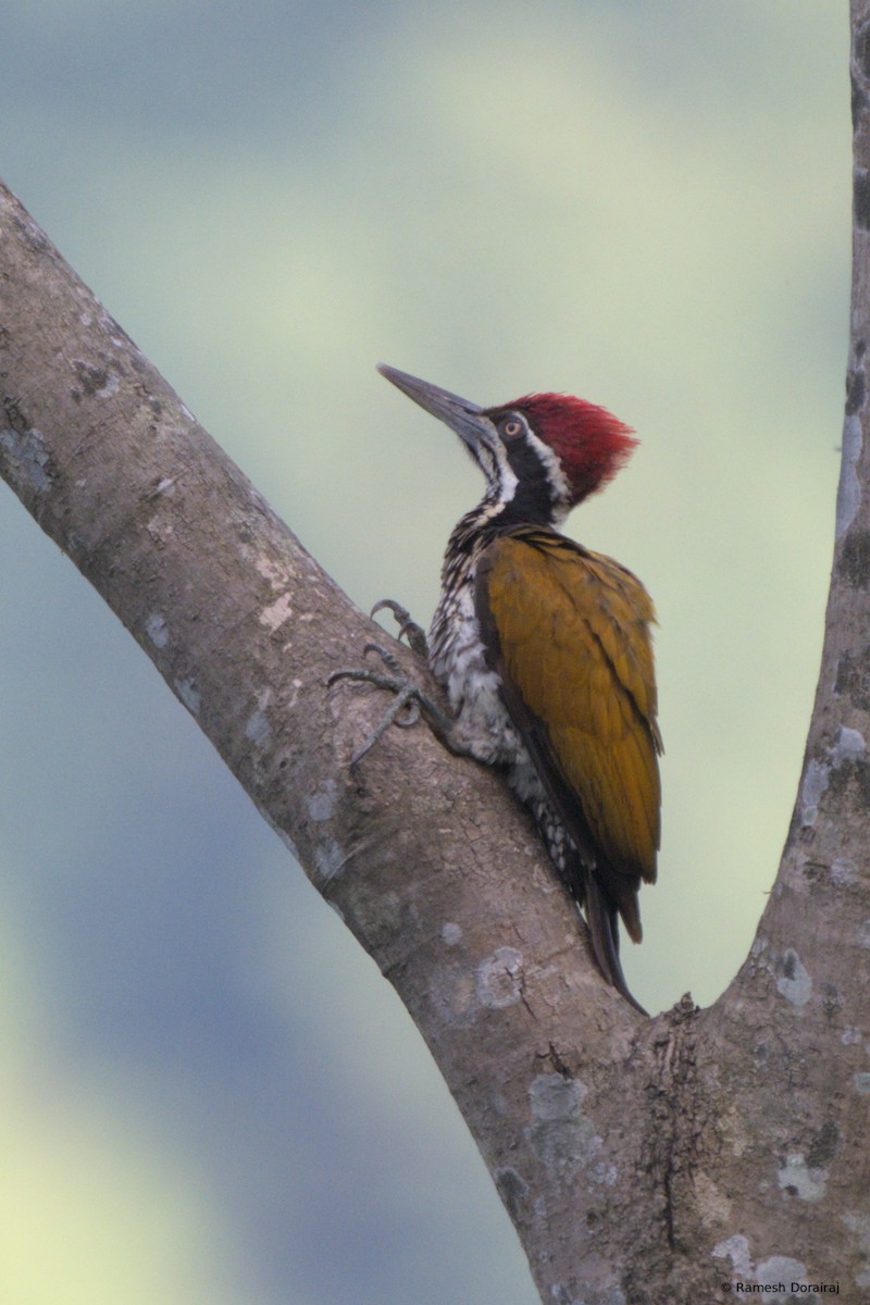 Greater Flameback - ML643128327