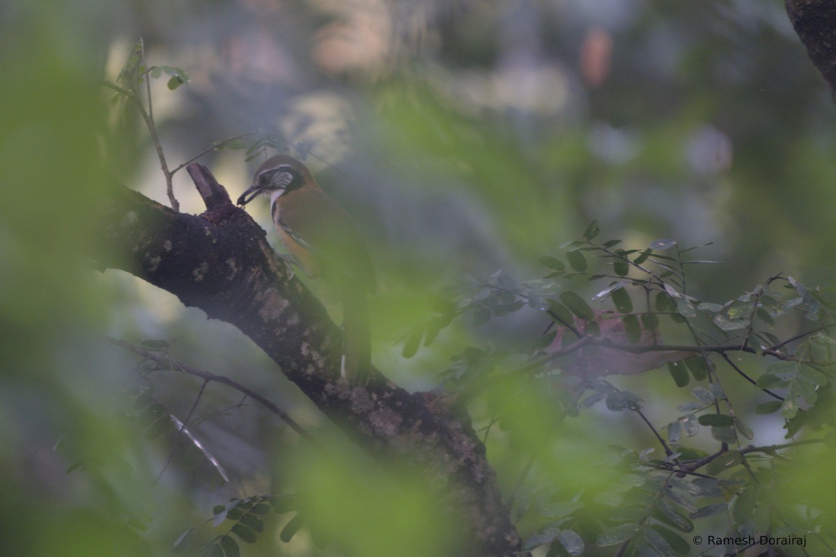 Greater Necklaced Laughingthrush - ML643128346