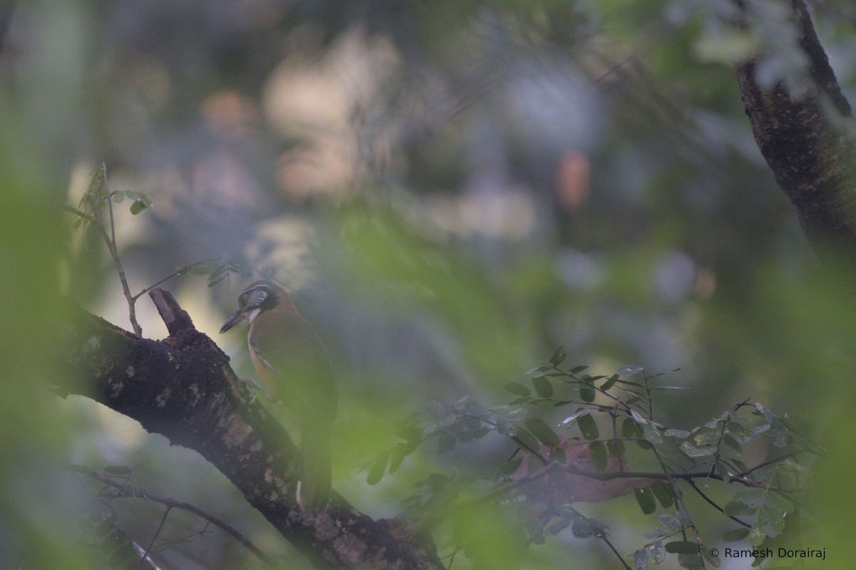 Greater Necklaced Laughingthrush - ML643128347