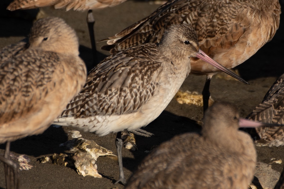 Bar-tailed Godwit - ML643128350