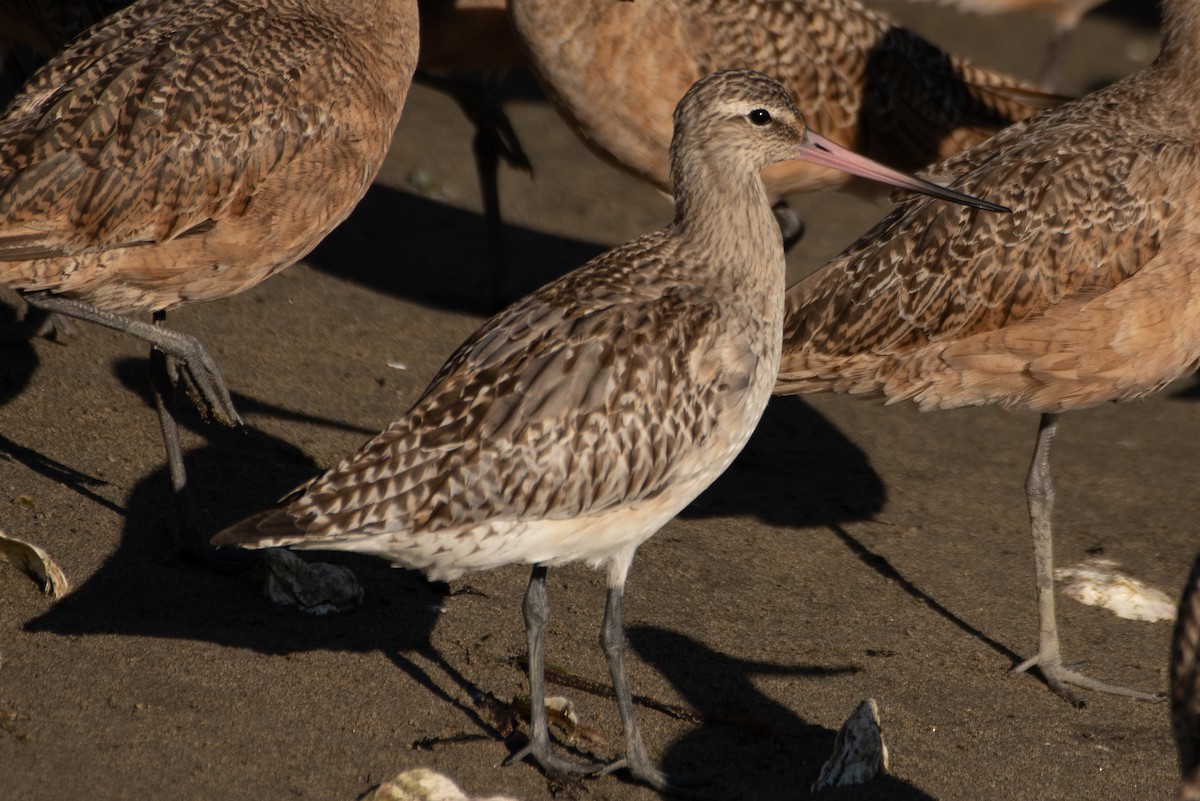 Bar-tailed Godwit - ML643128351
