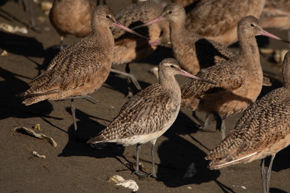 Bar-tailed Godwit - ML643128352