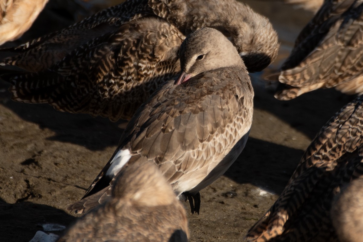Hudsonian Godwit - ML643128353