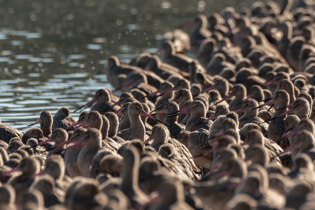 Marbled Godwit - ML643128360