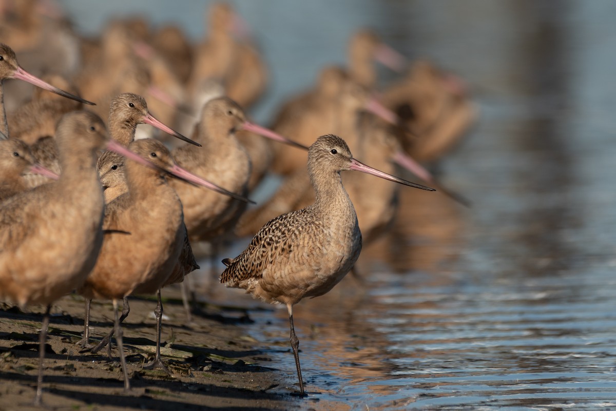 Marbled Godwit - ML643128361