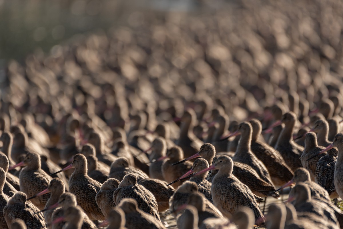 Marbled Godwit - ML643128362