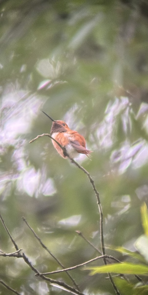 Rufous Hummingbird - ML643128363