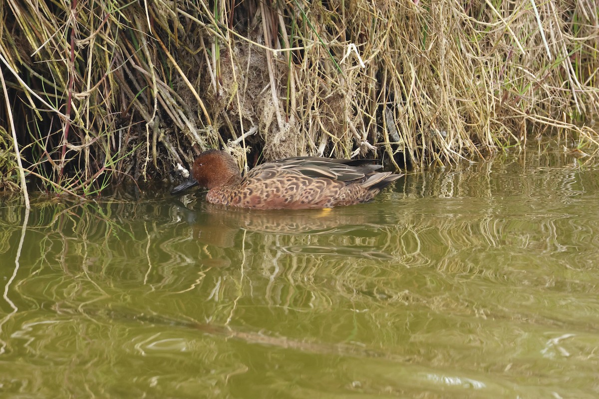 Cinnamon Teal - ML643128368