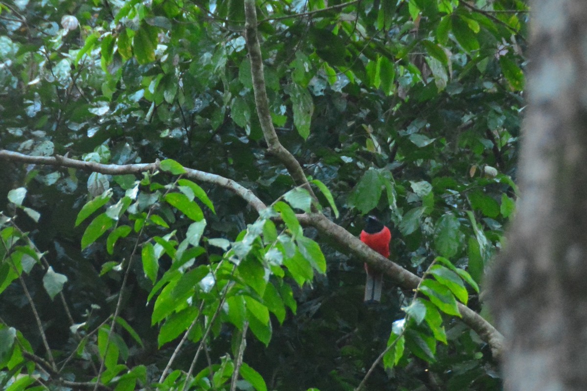 Diard's Trogon - ML643128374