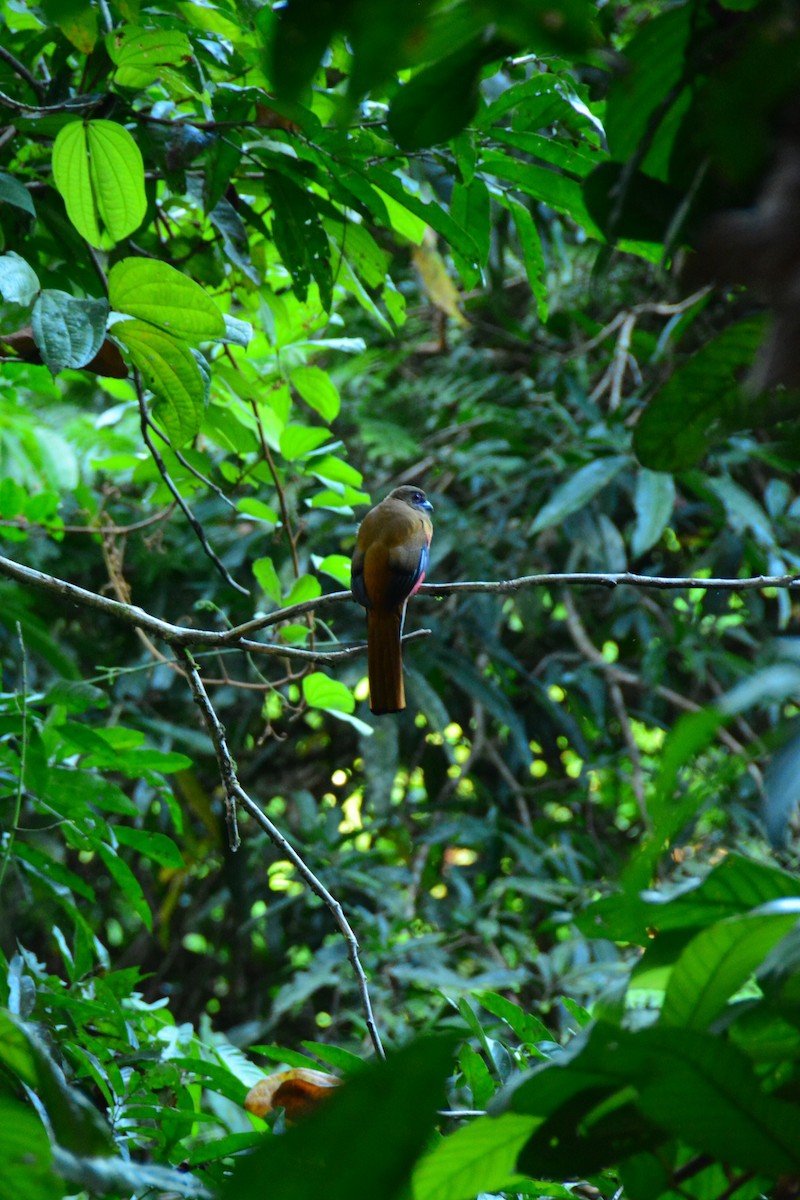 Diard's Trogon - ML643128375