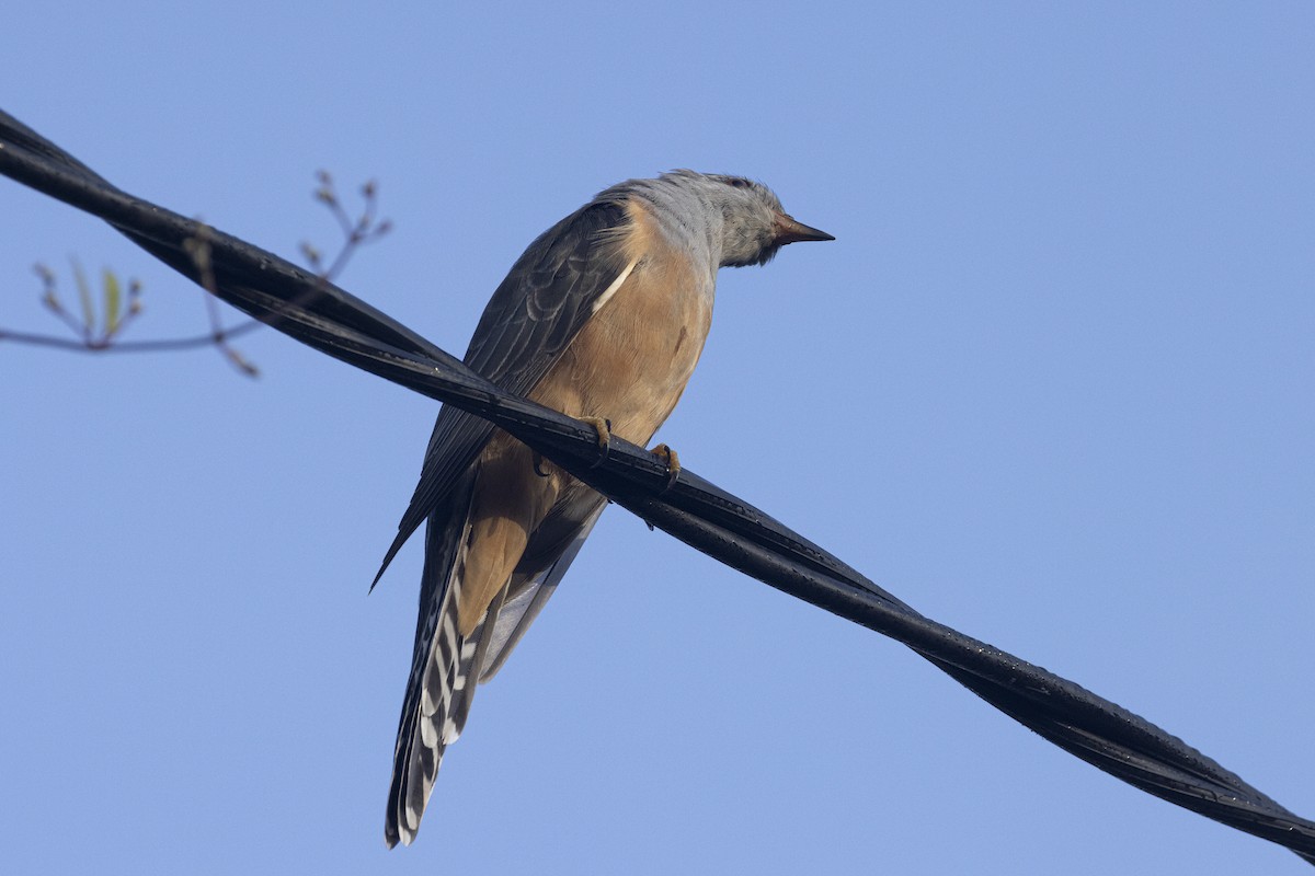 Plaintive Cuckoo - ML643128376