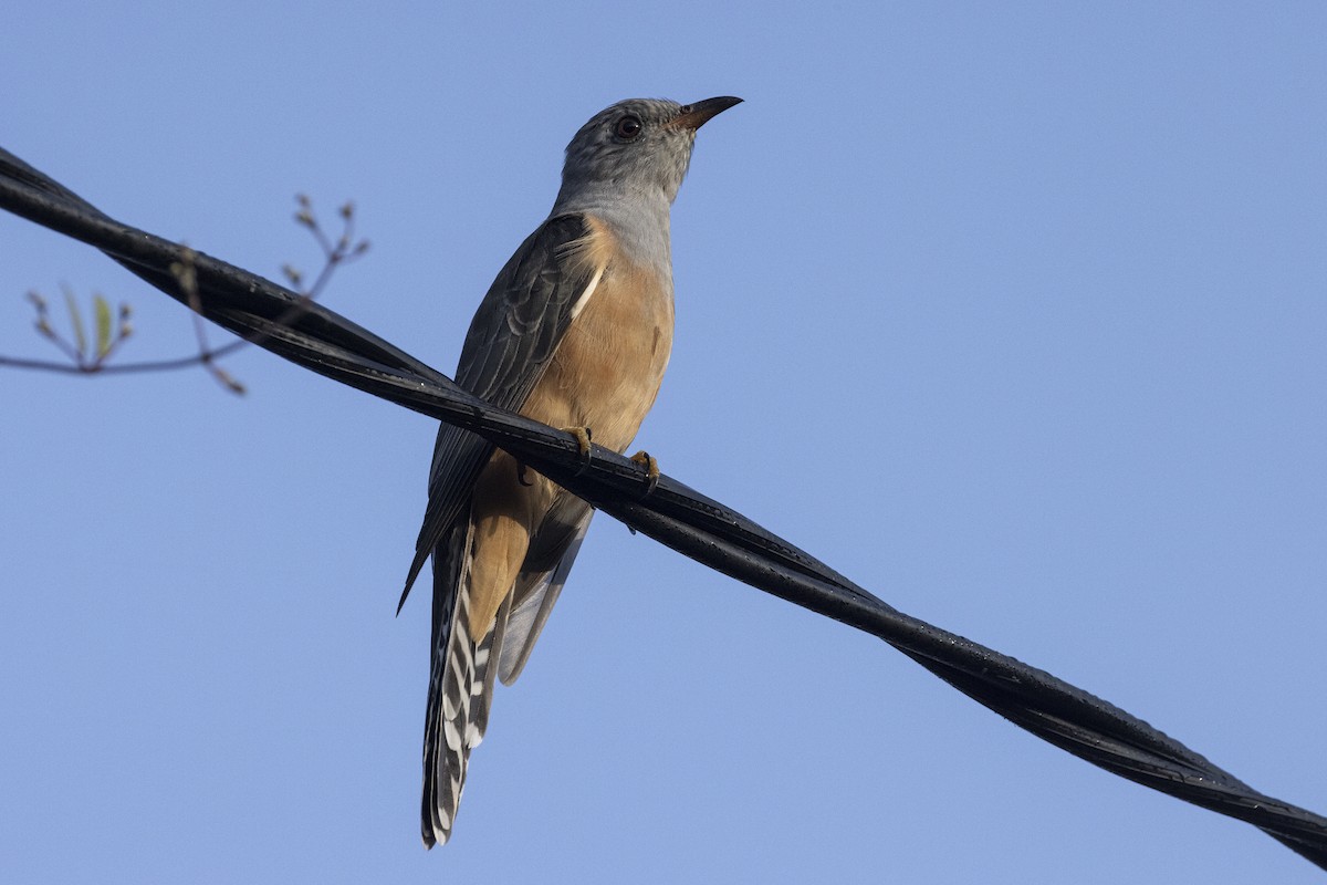 Plaintive Cuckoo - ML643128377