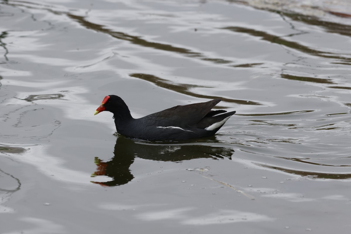 Common Gallinule - ML643128379