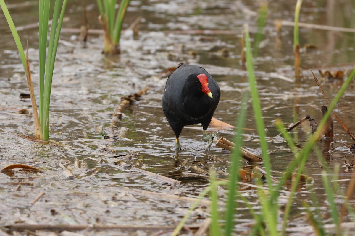 Common Gallinule - ML643128380