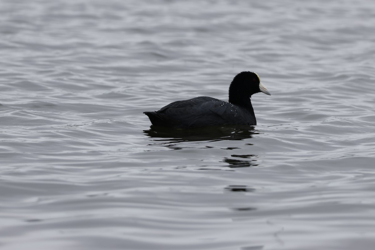 Slate-colored Coot - ML643128382