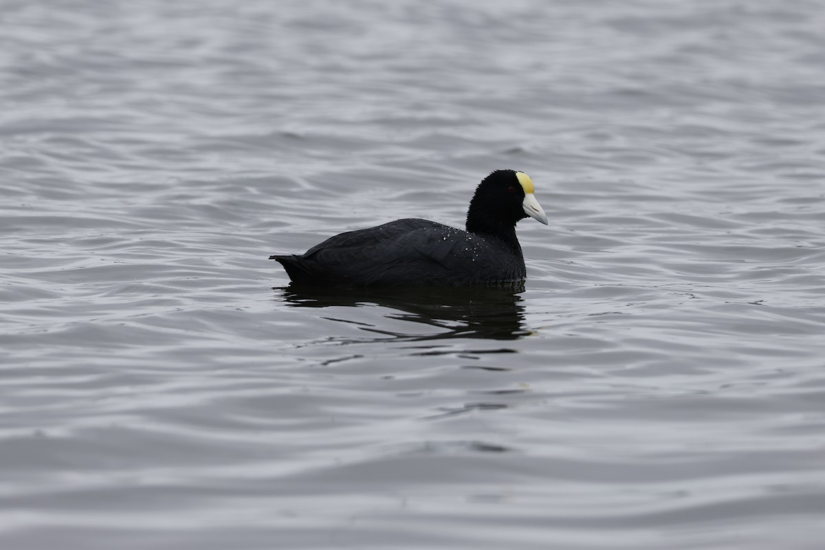 Slate-colored Coot - ML643128383