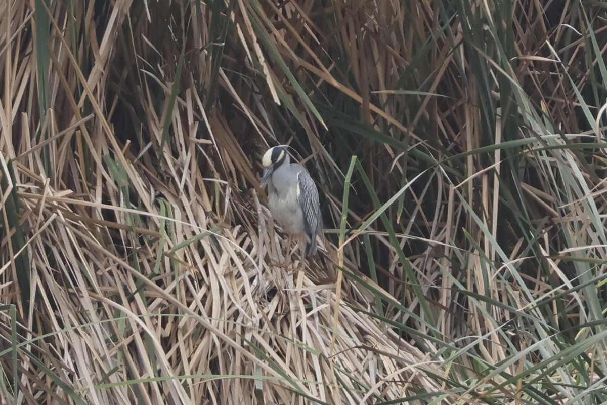 Yellow-crowned Night Heron - ML643128400