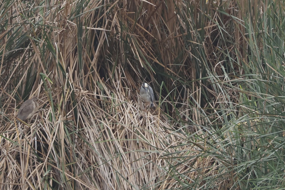 Yellow-crowned Night Heron - ML643128401