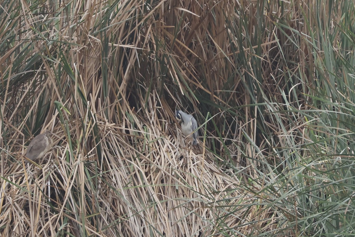 Yellow-crowned Night Heron - ML643128402