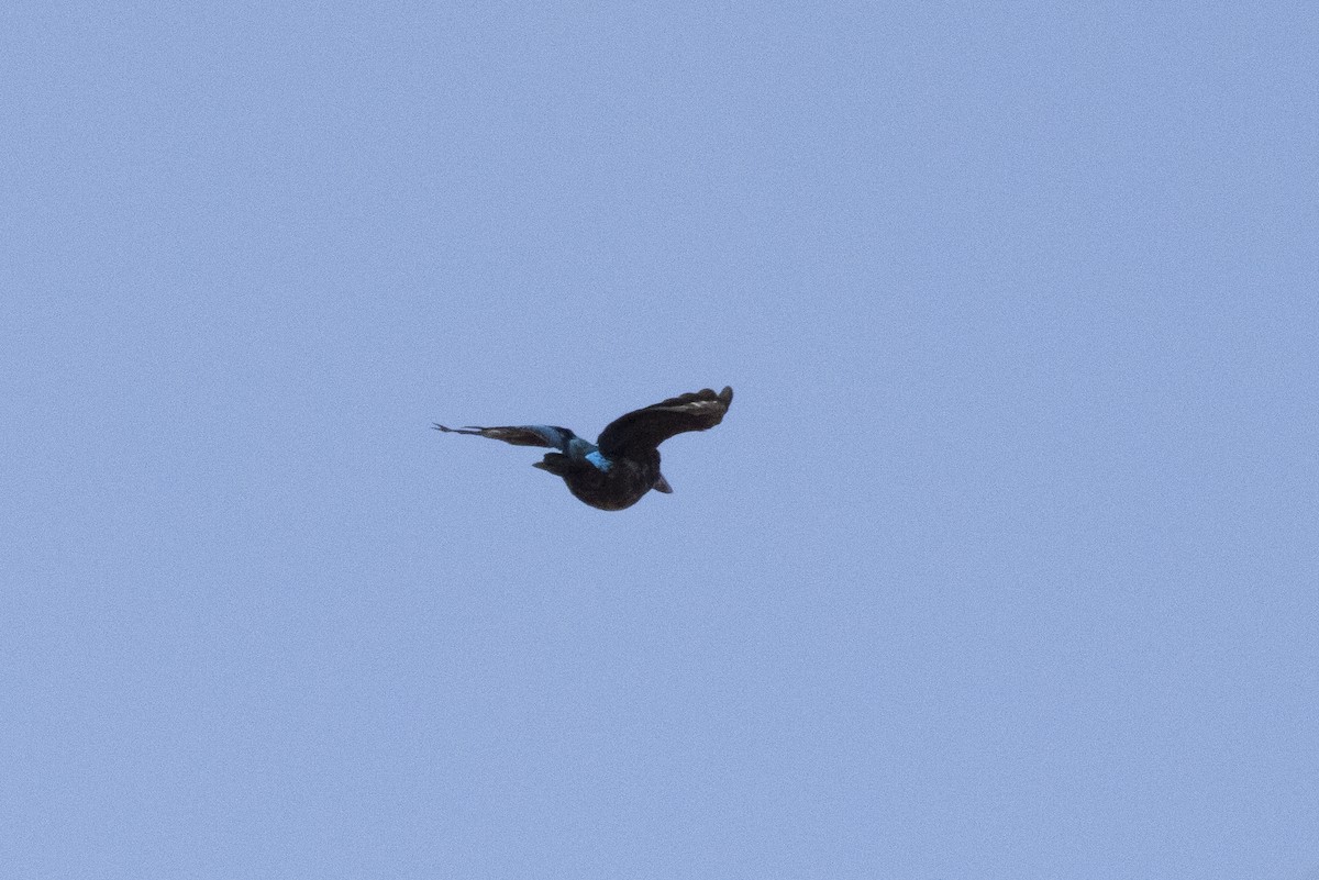 White-throated Kingfisher - ML643128410
