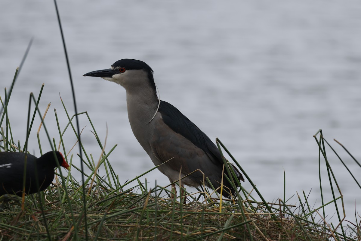 Black-crowned Night Heron - ML643128413
