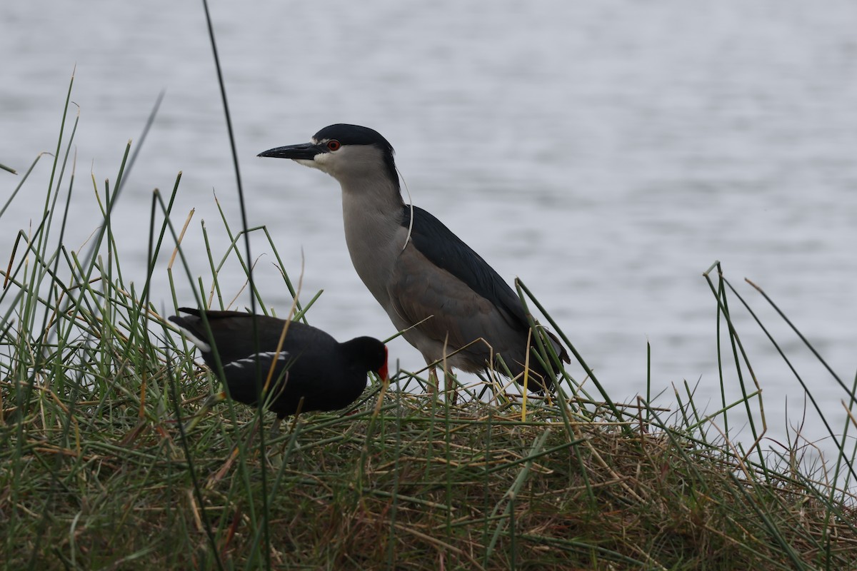 Black-crowned Night Heron - ML643128414