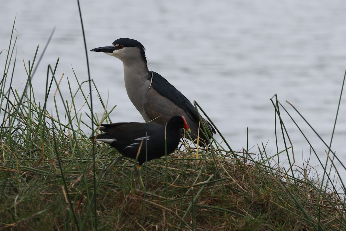 Black-crowned Night Heron - ML643128415