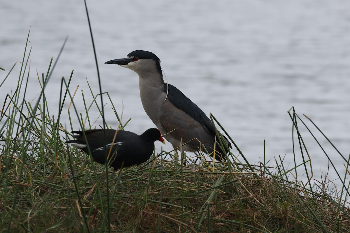 Black-crowned Night Heron - ML643128417