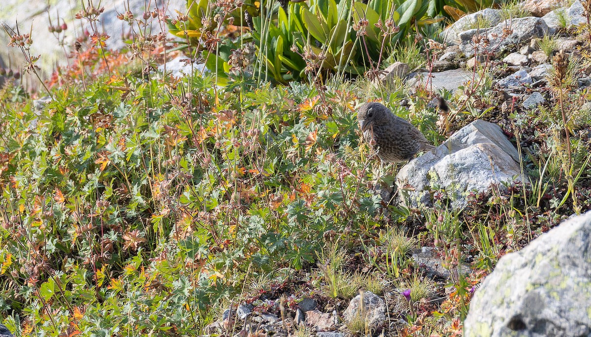 fjellrosenfink (rubicilla) - ML643128423