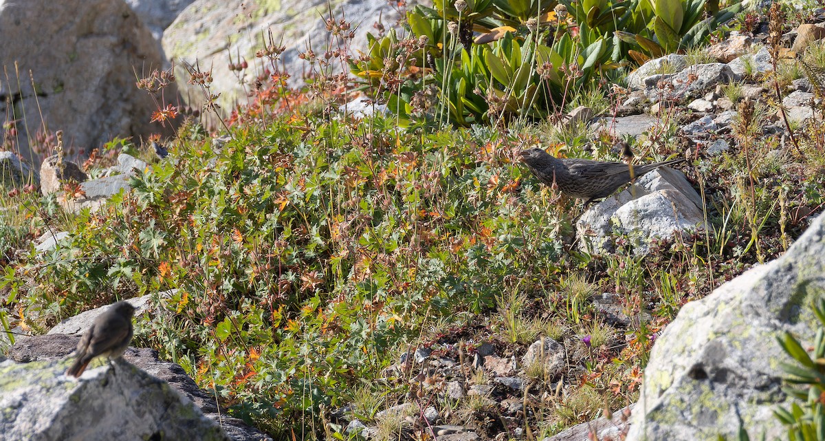 fjellrosenfink (rubicilla) - ML643128424