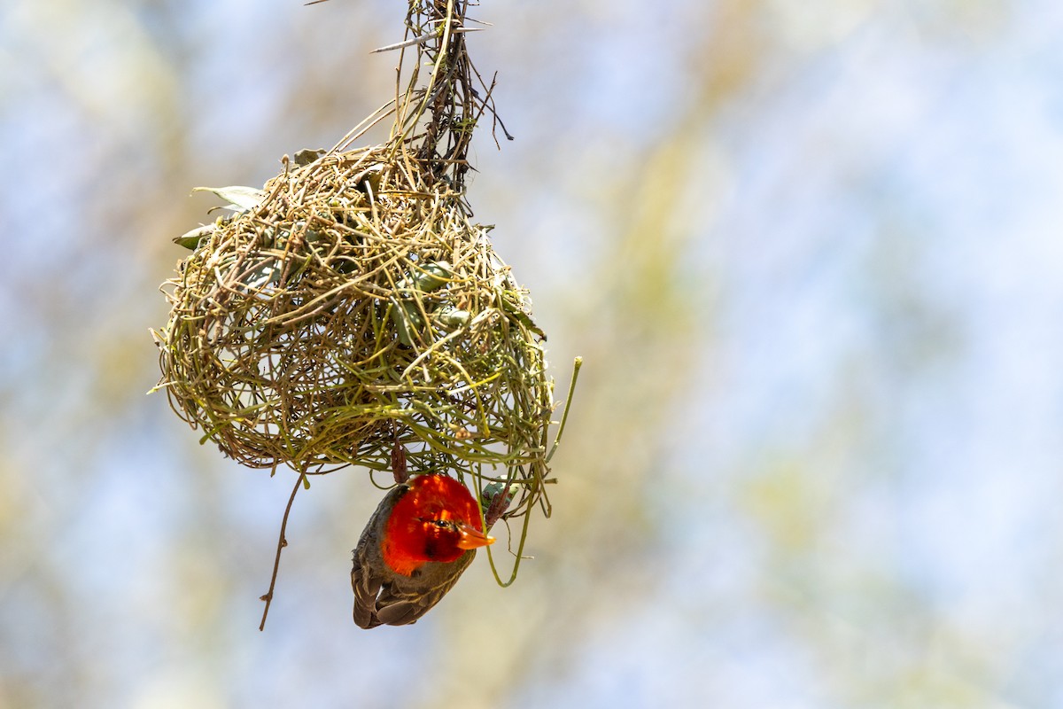 Red-headed Weaver - ML643128427