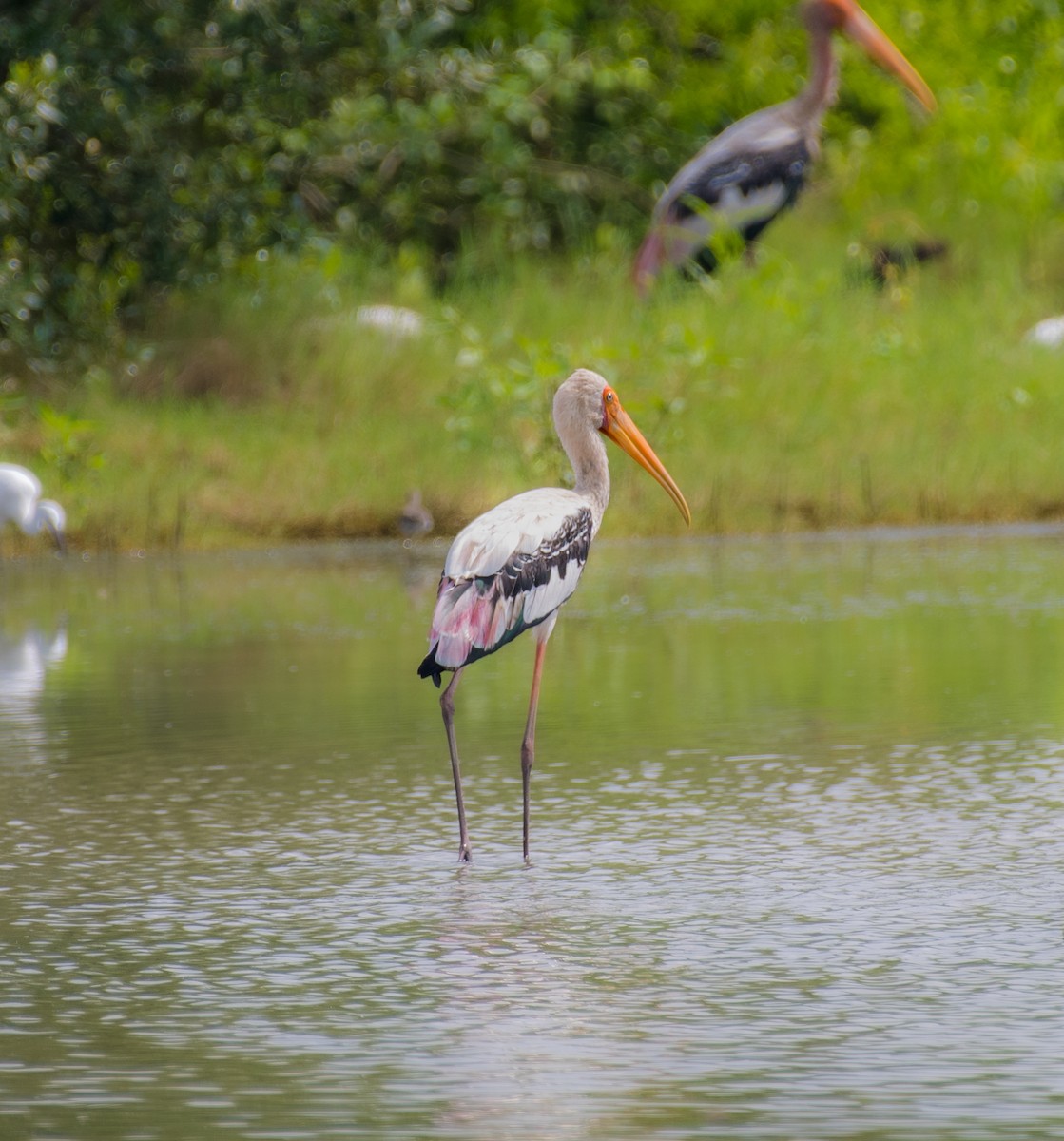 Painted Stork - ML643128428