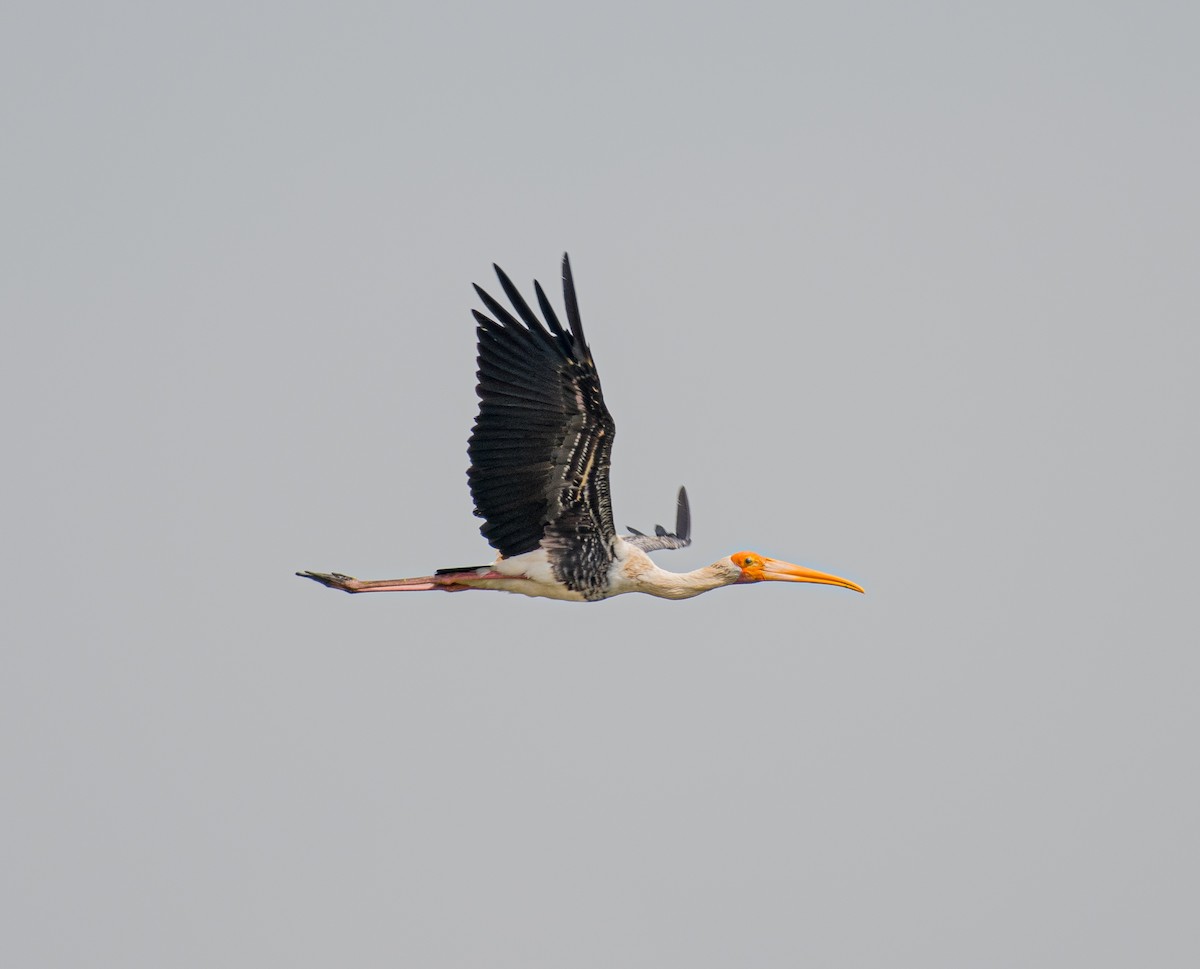 Painted Stork - ML643128429