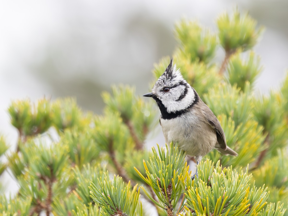 Crested Tit - ML643128446