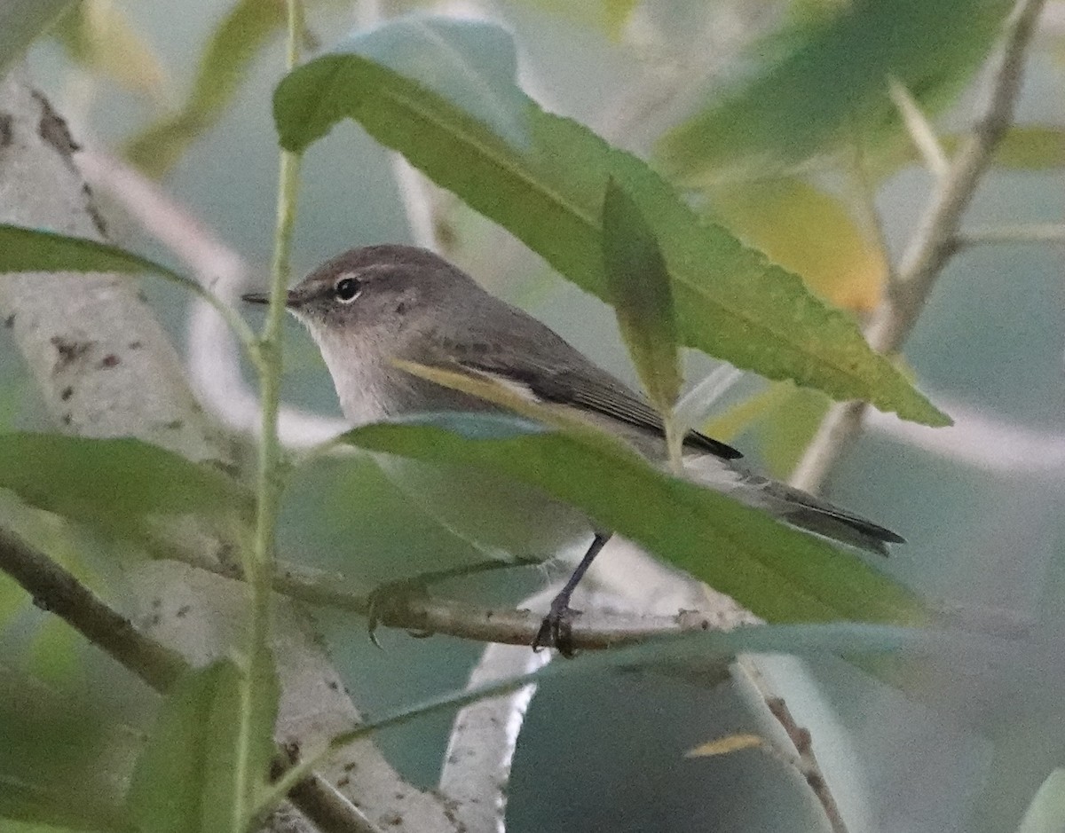 Урианхайн дууч шувуу - ML643128450