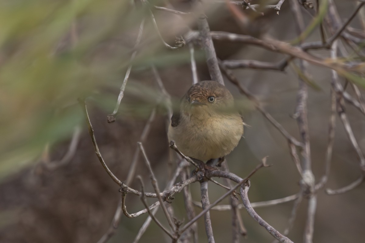 Western Thornbill - ML643128470