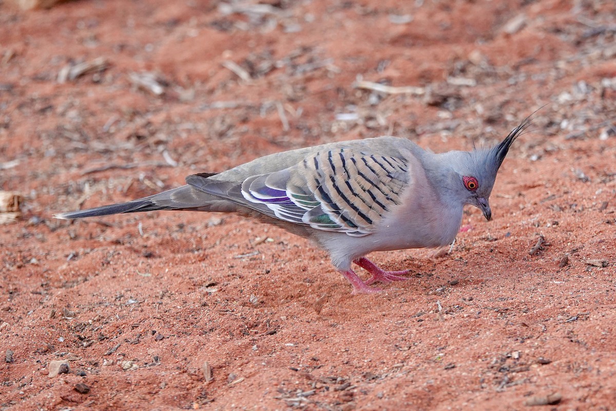 Хохлатый бронзовокрыл - ML643128480