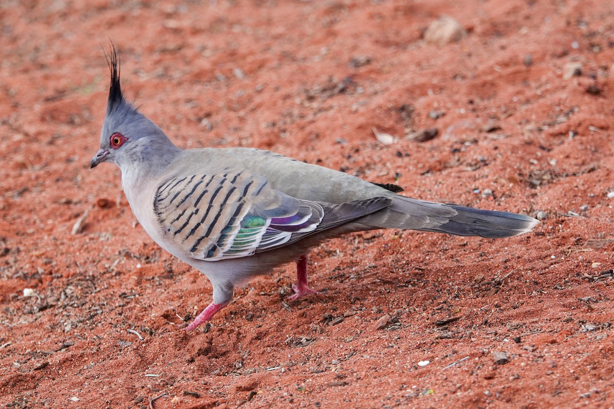 Хохлатый бронзовокрыл - ML643128481