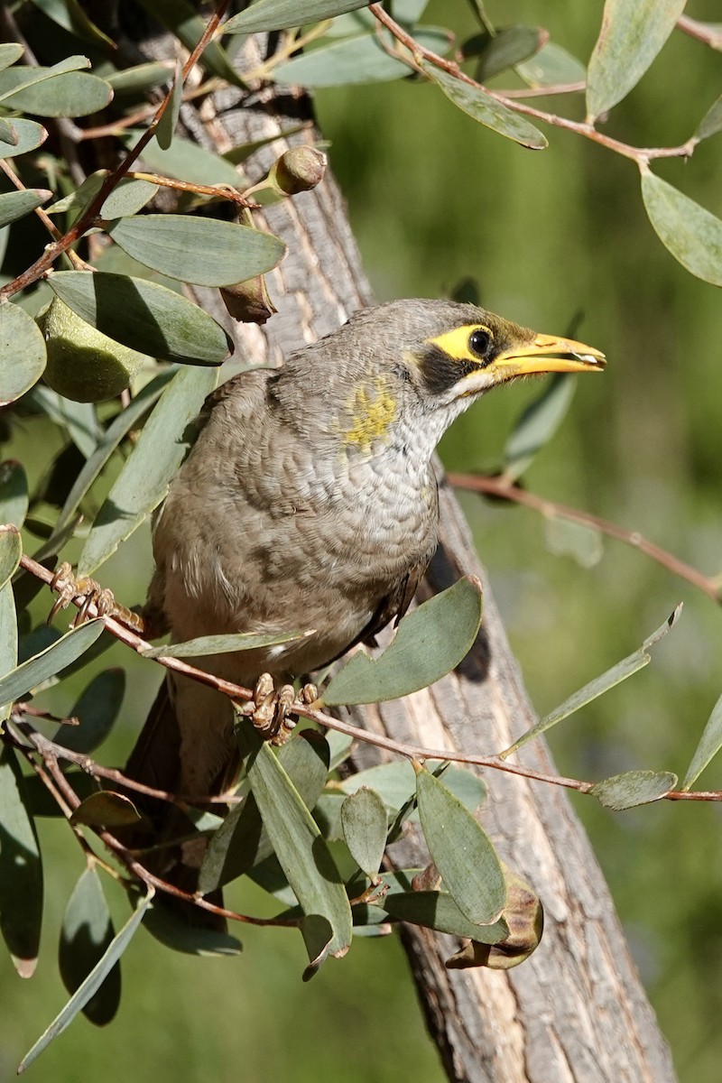 Желтогорлая манорина - ML643128485