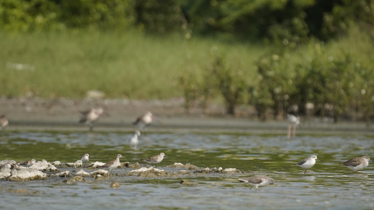 Curlew Sandpiper - ML643128487
