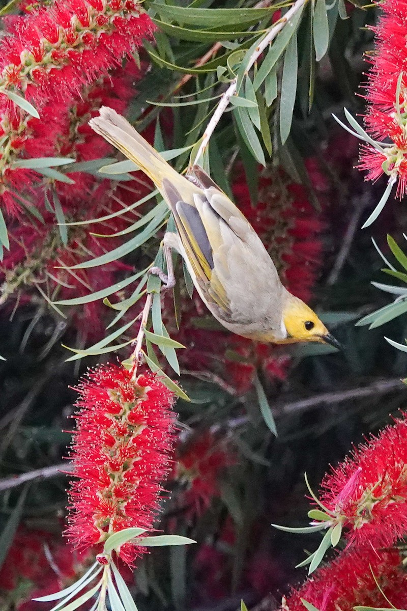 Серо-жёлтый медосос - ML643128488