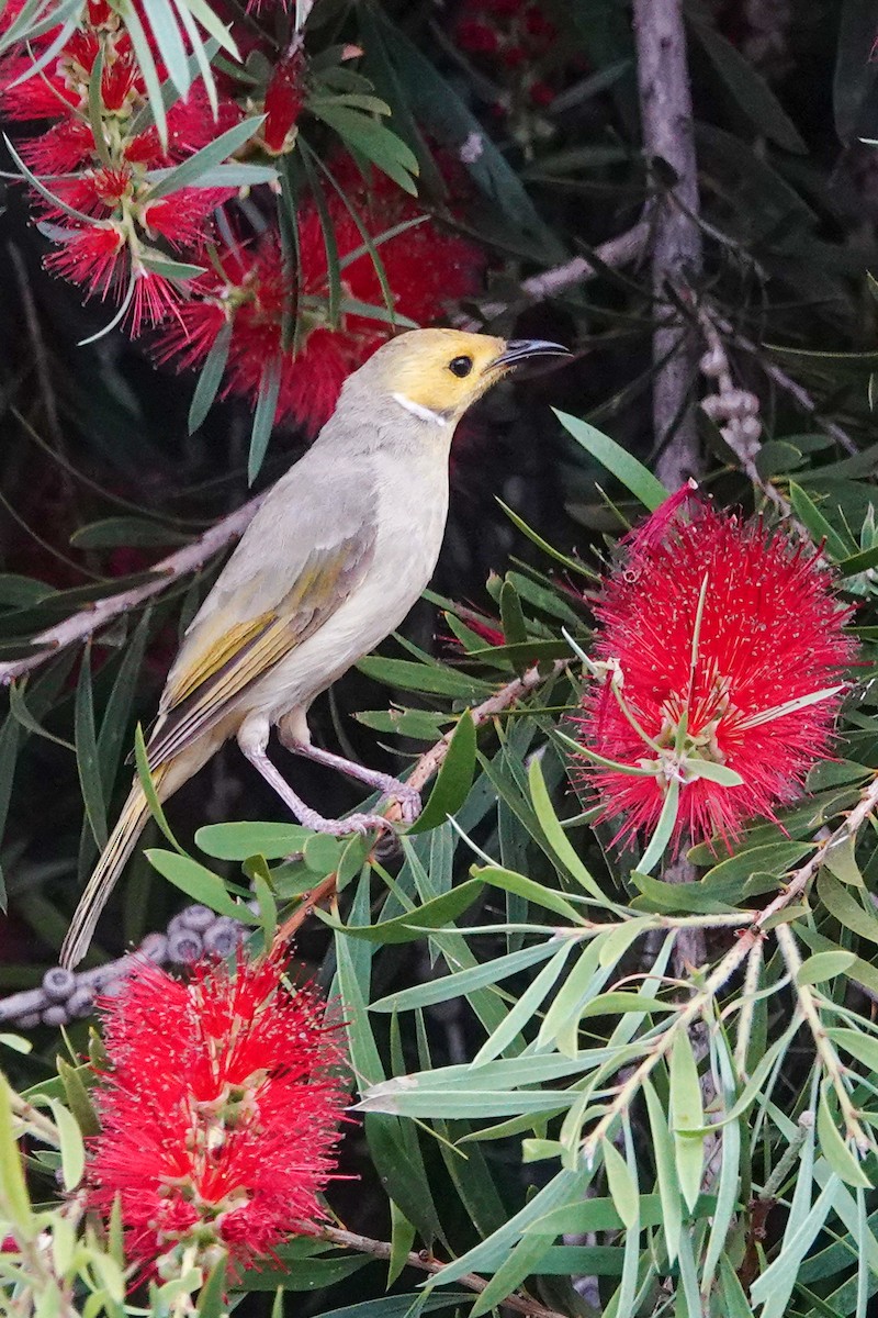 Серо-жёлтый медосос - ML643128489