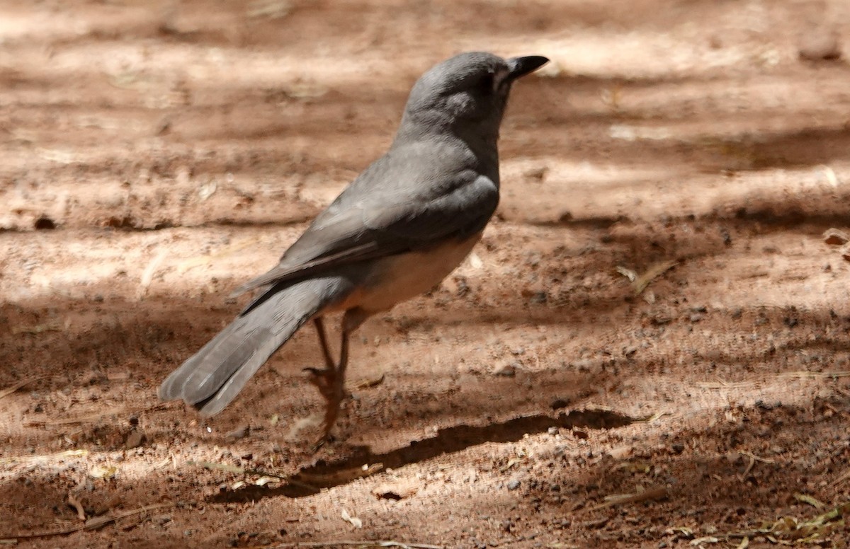 Gray Shrikethrush - ML643128507