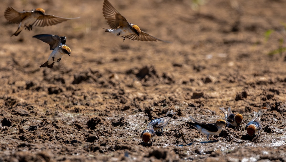Fairy Martin - ML643128541