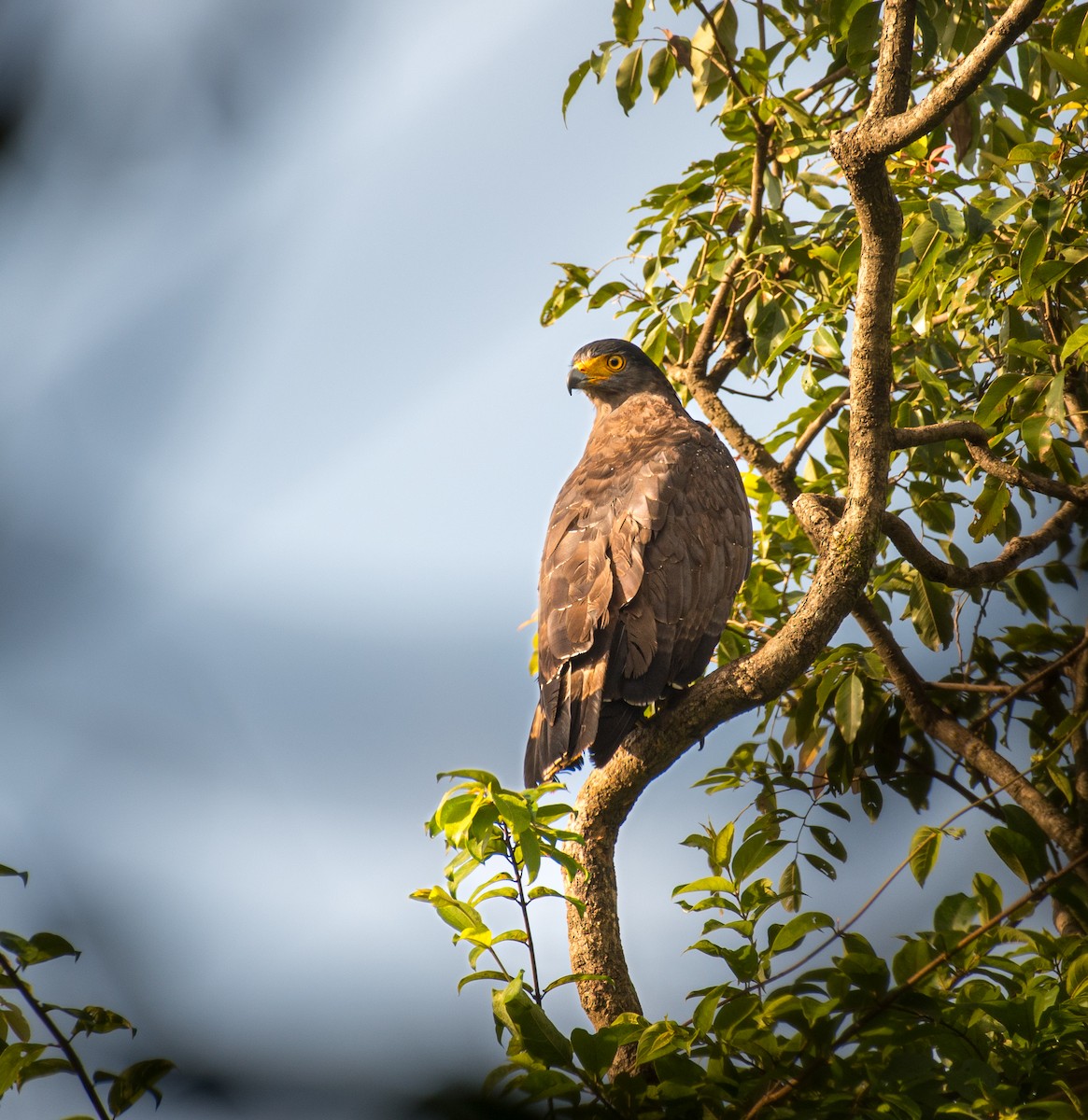 Crested Serpent-Eagle - ML643128542