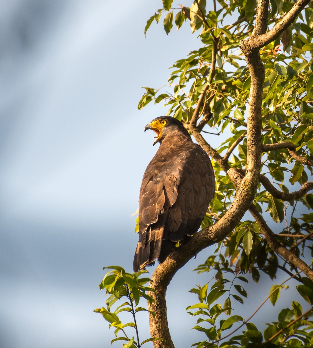 Crested Serpent-Eagle - ML643128543