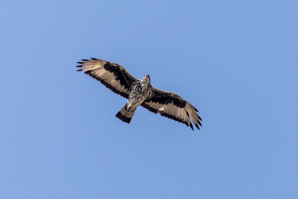 African Hawk-Eagle - ML643128548