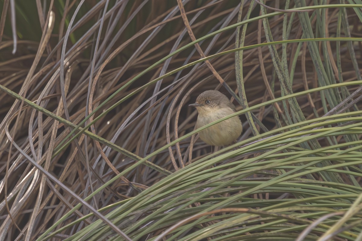 Western Thornbill - ML643128550