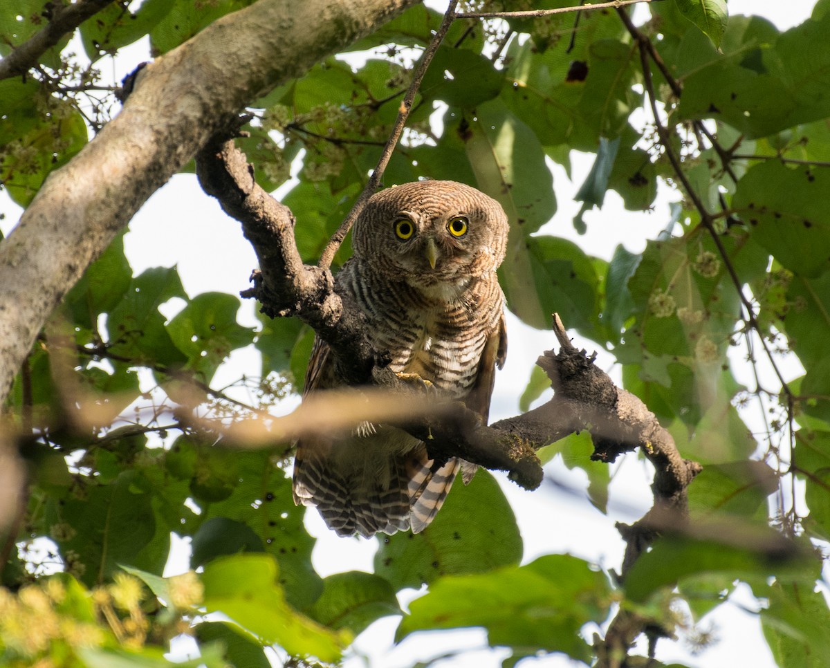 Jungle Owlet - ML643128555